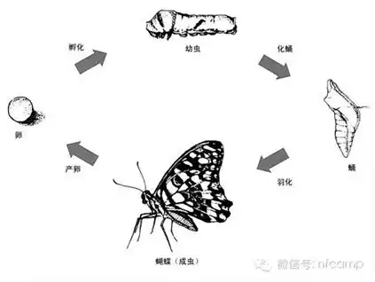 同样是变态发育,昆虫的变态发育和两栖动物的变态发育有区别吗