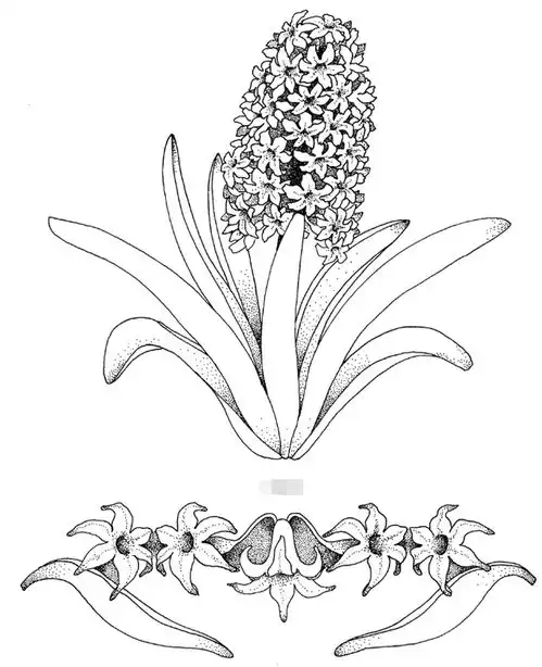 黑板报花边风信子花边