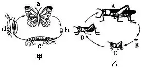 山东省德州市庆云县20192020学年八年级上学期期末生物试题