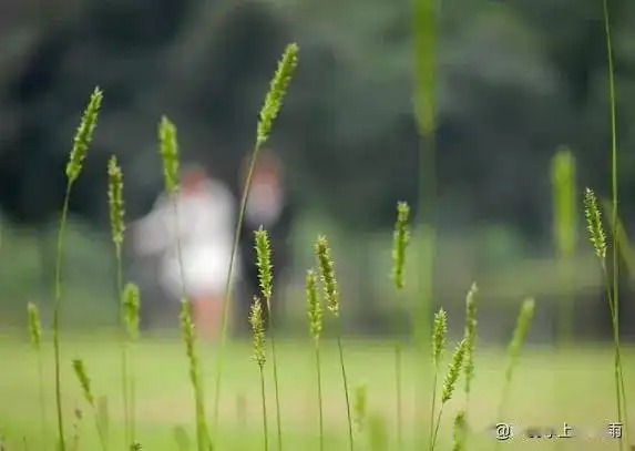 诗语原创人生如草