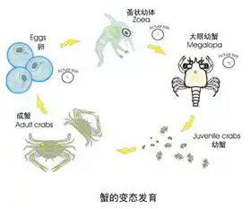 昆虫一定要变态发育吗
