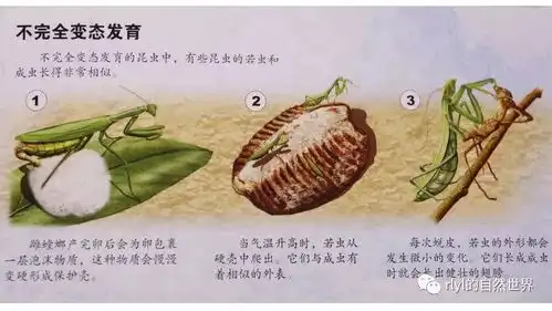 虫虫变态发育贼浪