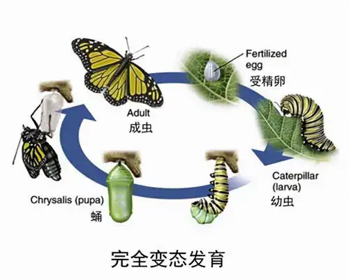 人间真龙现身东南亚泰国沼泽发现绿毛蛇浑身长满了长长的绿毛