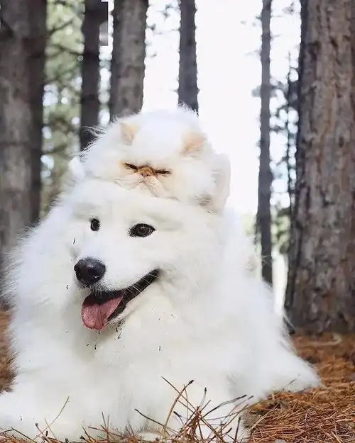 爱笑萨摩耶和暴躁小猫咪...这对反差萌cp太可爱了