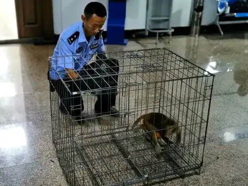 普洱一女子非法收购运输国家二级保护动物获刑