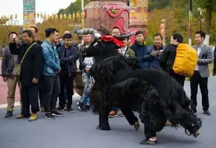 牛啊中国各地都爱舞龙舞狮舞麒麟,这里人却独爱舞大黑牛