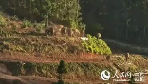 一路象北云南象群的那些疑问,有答案了